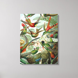 Vintage Ernst Haeckel Hummingbirds Canvas Print