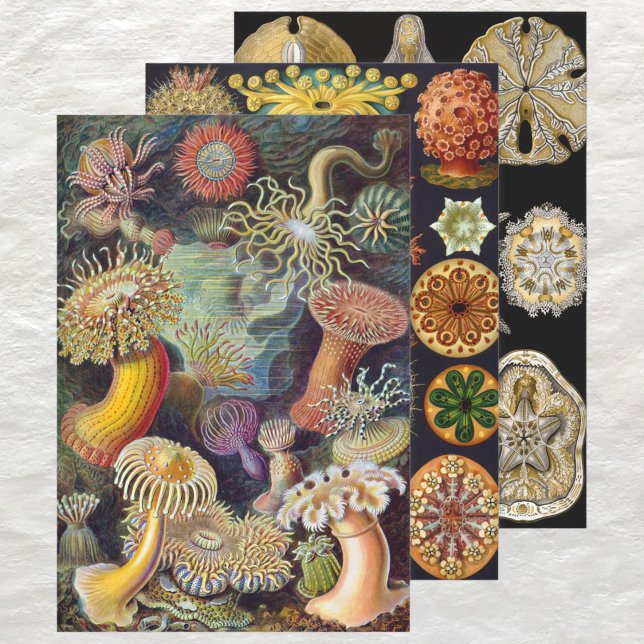 Vintage Ernst Haeckel Marline Life Designs Wrapping Paper Sheet (Vintage Ernst Haeckel Marine Life Designs Wrapping Paper Sheets)