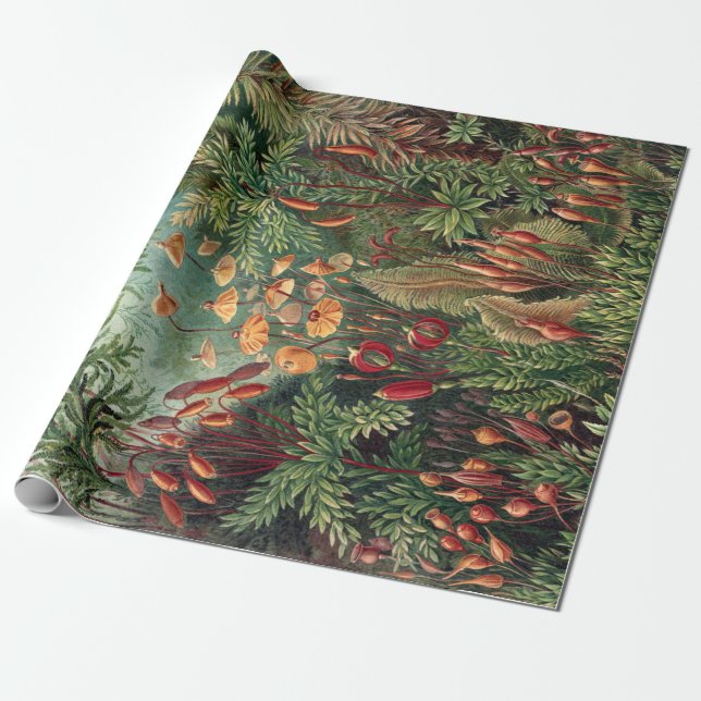 Vintage Ernst Haeckel Moss Poster Wrapping Paper (Unrolled)