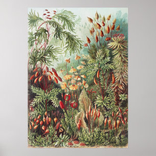 Vintage Ernst Haeckel Moss Scientific Botanical Poster