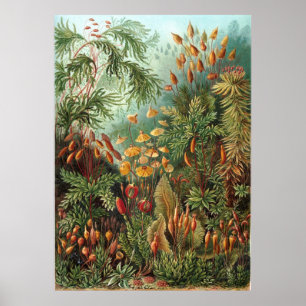 Vintage Ernst Haeckel Mosses Poster
