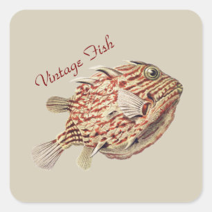 Vintage Ernst Haeckel Nautical Red Boxfish Art Square Sticker