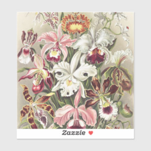Vintage Ernst Haeckel Orchid Botanical Print