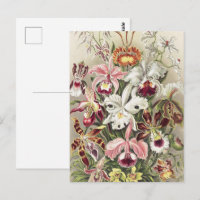Vintage Ernst Haeckel Orchid Botanical Print
