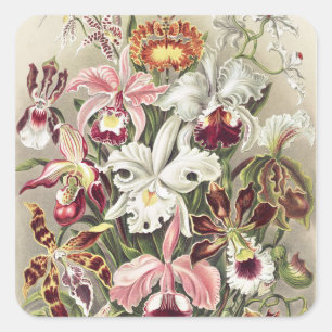 Vintage Ernst Haeckel Orchid Botanical Print Square Sticker