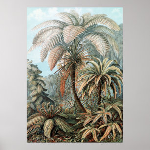 Vintage Ernst Haeckel Palm Trees Poster