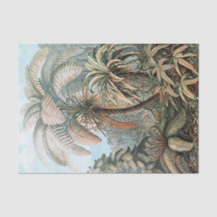 Vintage Ernst Haeckel Palm Trees Poster Tissue Paper