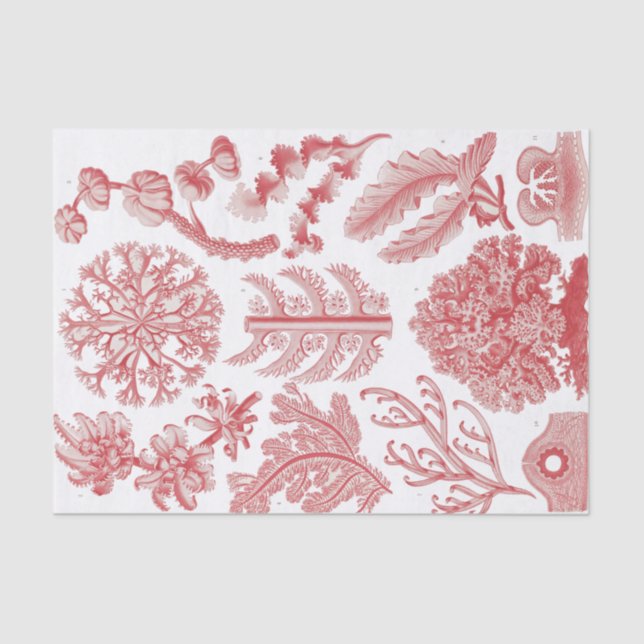 Vintage Ernst Haeckel Seaweed Poster Tissue Paper (Front)