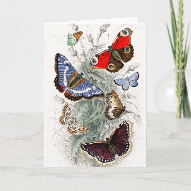 Vintage European Butterflies Card (Front)