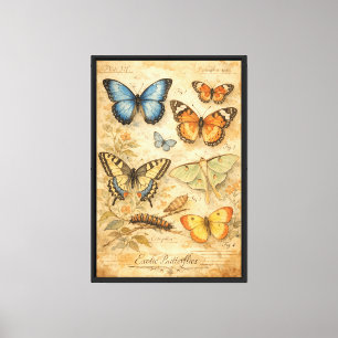 Vintage Exotic Butterflies Illustration Canvas Print
