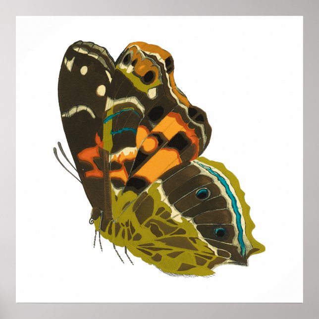 Vintage exotic butterfly 5 poster (Front)