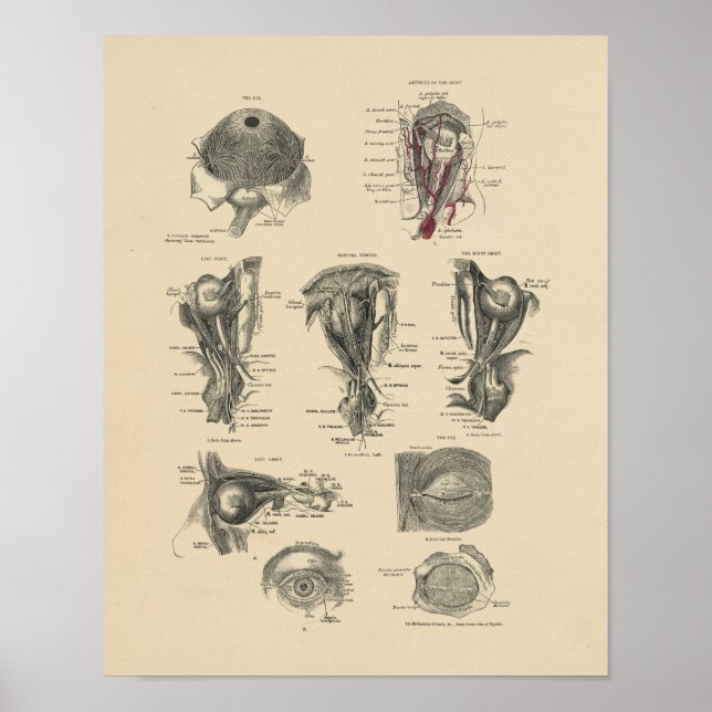 Vintage Eye Anatomy 1880 Print (Front)