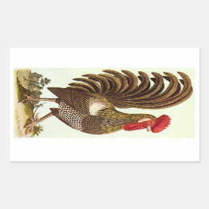 Vintage Farm Animals Chickens, Proud Rooster Rectangular Sticker