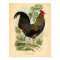 Vintage Farming Victorian Print Rooster