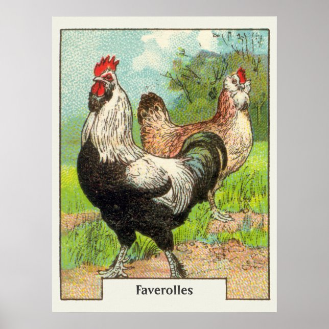 Vintage Faverolles Chicken Poster (Front)
