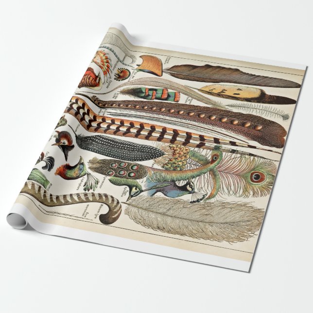 Vintage Feathers Birds Old Illustration Art Wrapping Paper (Unrolled)