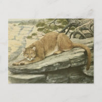 Vintage Felis Couguar (Mountain Lion)