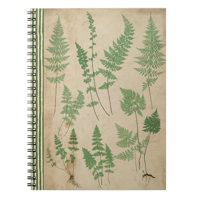 Vintage Fern Botanical Notebook Nature Journal  (Front)