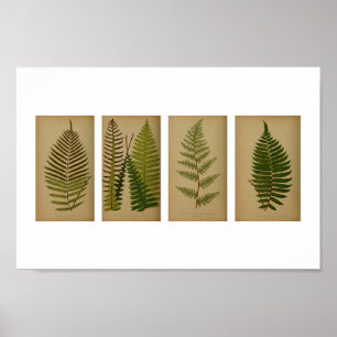 Vintage Ferns Botanical Print