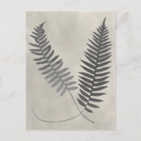 Vintage Ferns