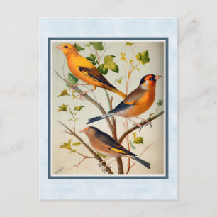 Vintage Finches and Linnet Postcard