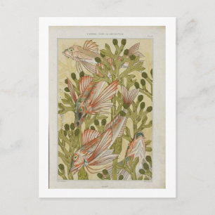 Vintage fish illustration postcard