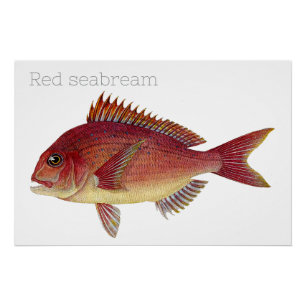Vintage fish illustration: Red seabream Poster