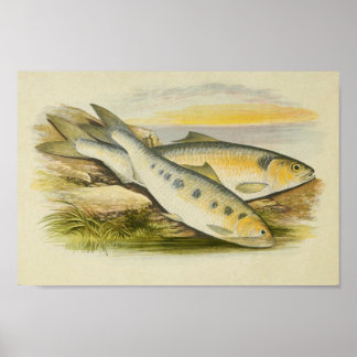 Vintage Fish Print 001 | Shads
