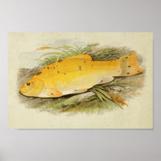 Vintage Fish Print 008 | Golden Tench