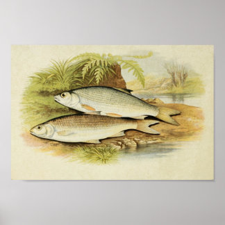 Vintage Fish Print 009 | Graining Dace