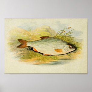 Vintage Fish Print 016 Roach