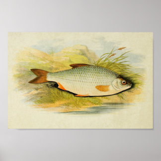 Vintage Fish Print 016 | Roach