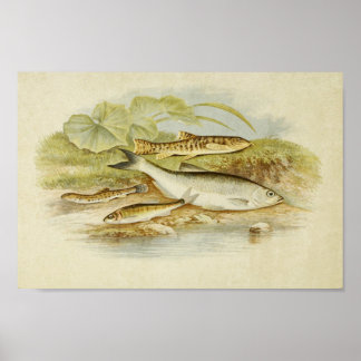 Vintage Fish Print 018 | Loach, Minnow and Bleak