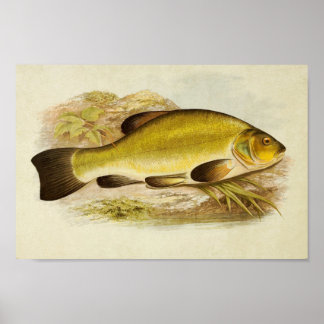 Vintage Fish Print 020 | Tench