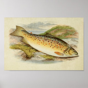 Vintage Fish Print 026 Gillaroo Trout