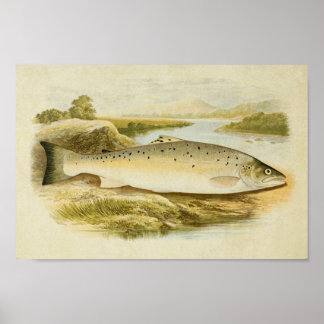 Vintage Fish Print 031 | Salmon Trout