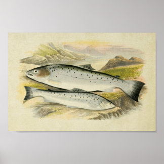 Vintage Fish Print 033 | Sewen