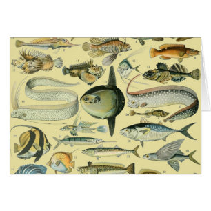Vintage Fish Scientific Fishing Art