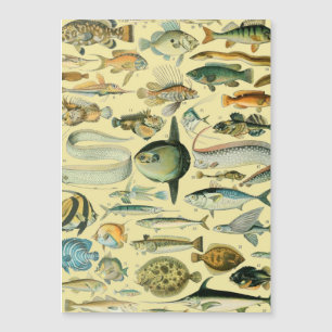 Vintage Fish Scientific Fishing Art