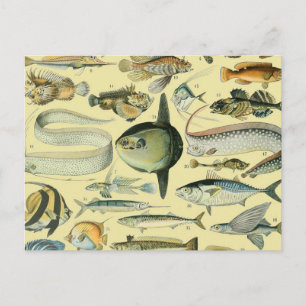 Vintage Fish Scientific Fishing Art Postcard