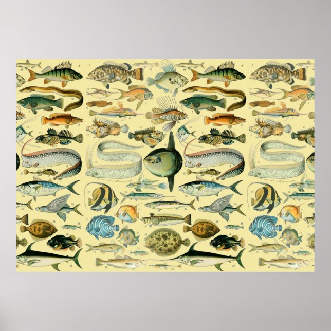 Vintage Fish Scientific Fishing Art Poster (Front)