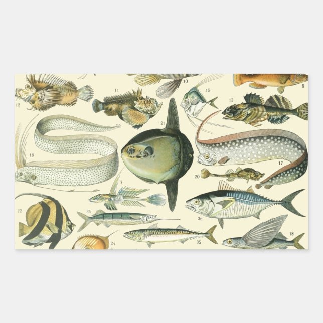 Vintage Fish Scientific Fishing Art Rectangular Sticker (Front)