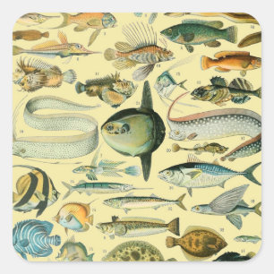 Vintage Fish Scientific Fishing Art Square Sticker