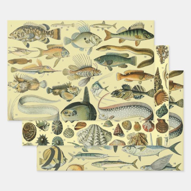 Vintage Fish Scientific Fishing Art Wrapping Paper Sheet (Set)