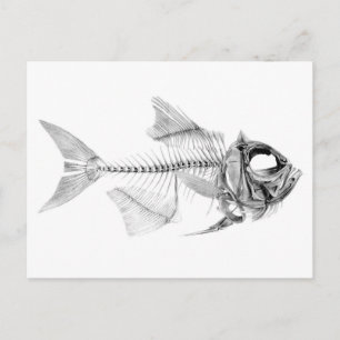Vintage fish skeleton etching postcard
