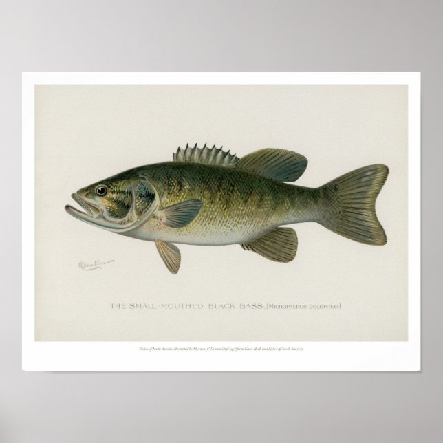 Vintage Fishes - Black Bass Poster (Front)