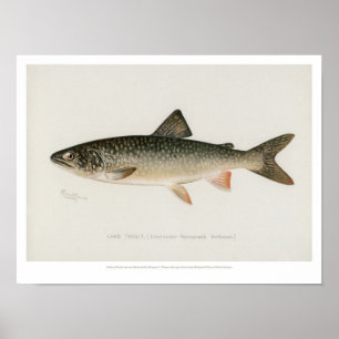Vintage Fishes - Lake Trout Poster