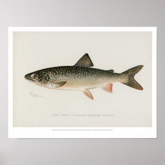 Vintage Fishes - Lake Trout Poster (Front)