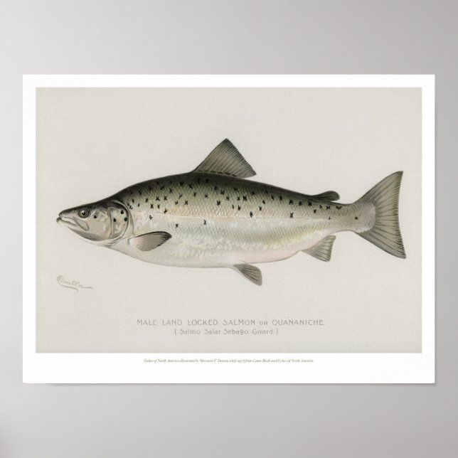 Vintage Fishes - Land Locked Salmon Poster (Front)