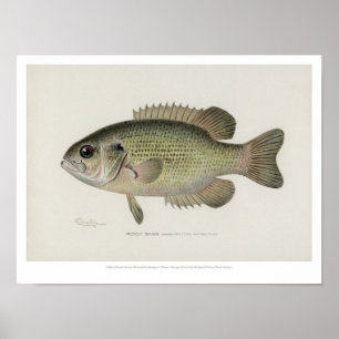 Vintage Fishes - Rock Bass - Poster